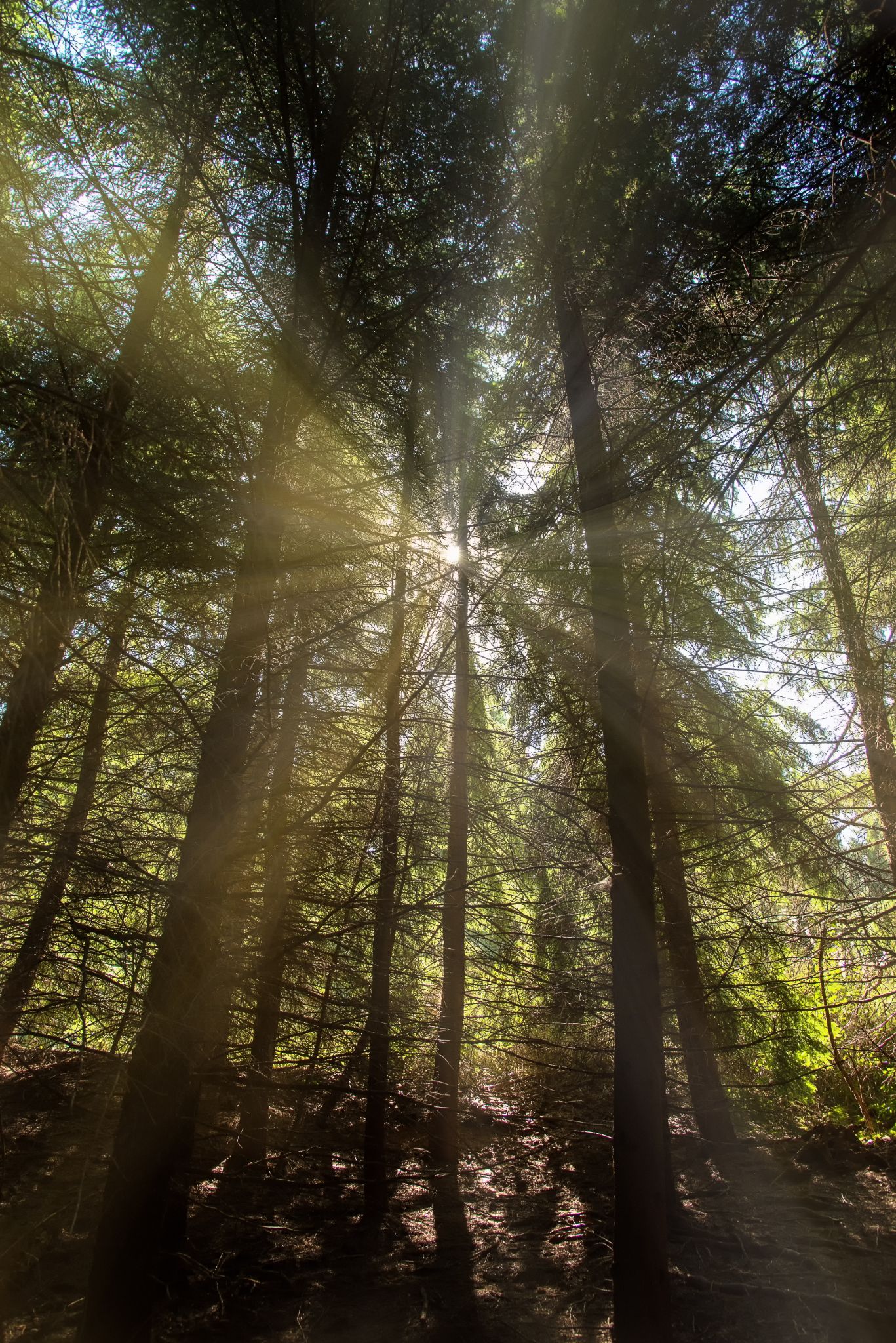 Weltwald Bad Grund 1